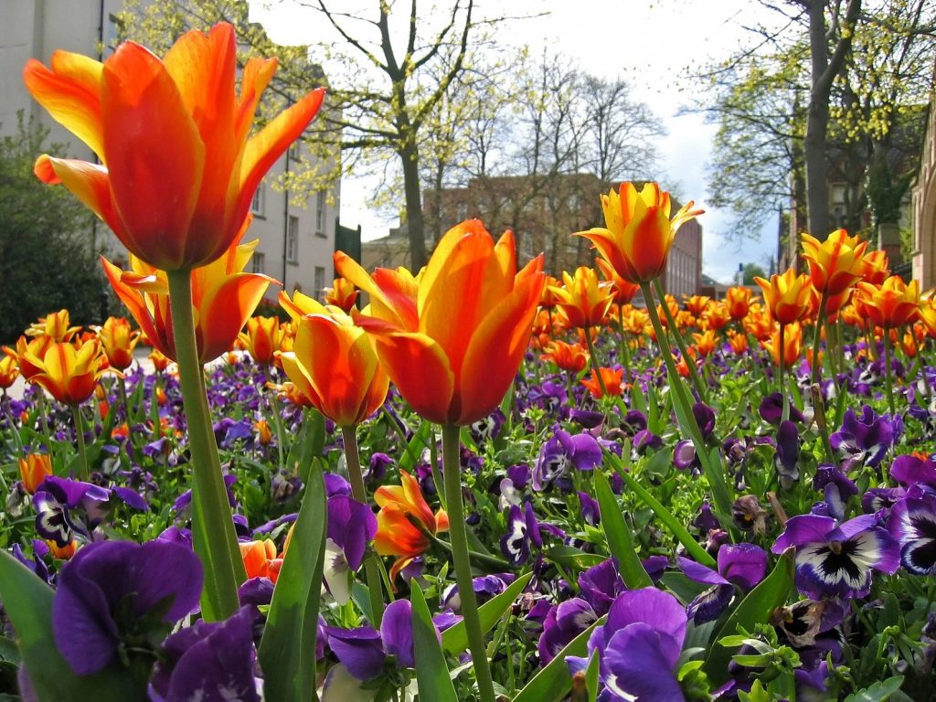 Orage tulips and purple pansys