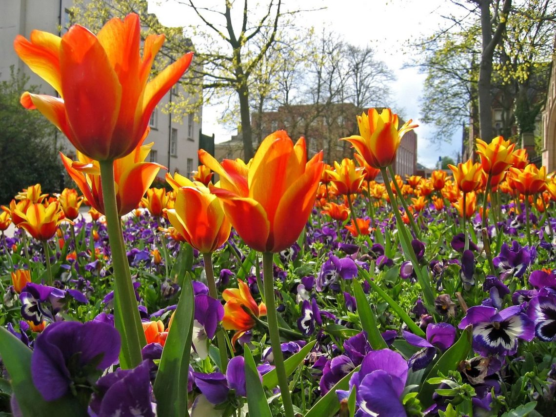 Orage tulips and purple pansys