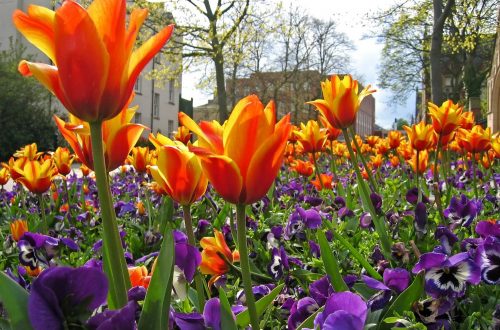 Orage tulips and purple pansys