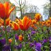 Orage tulips and purple pansys