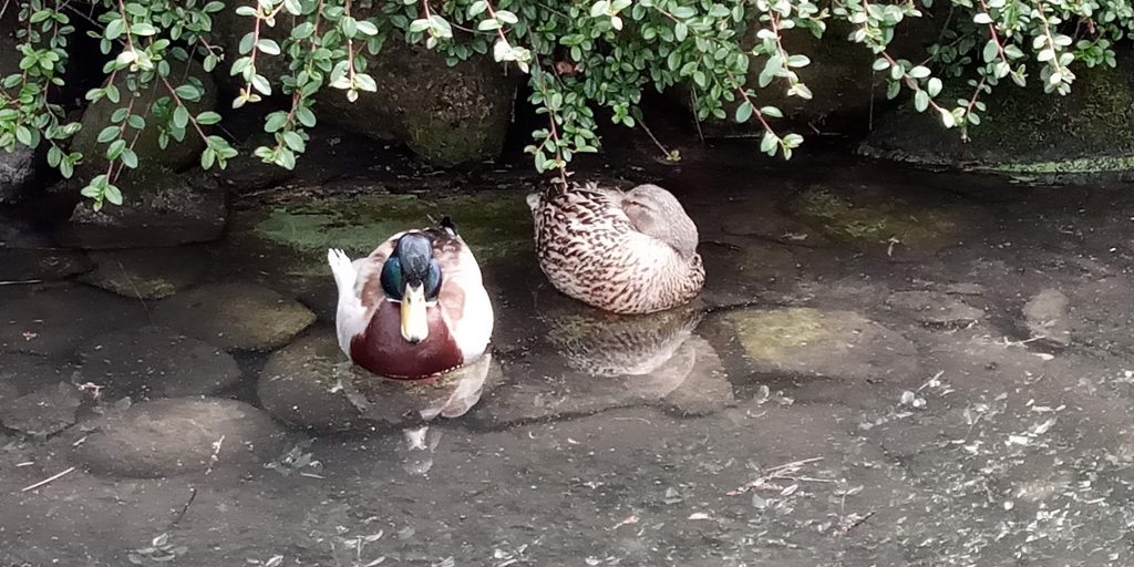 Ducks