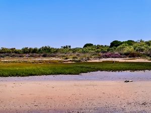 Open coastal landscape with low green shrubs and sandy foreground under a clear blue sky.