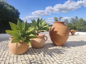 Terracotta pots with large agave plants on a cobblestone patio under a blue sky.