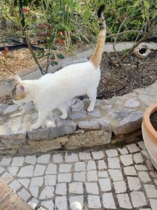 White cat with an orange-tipped tail walking along a stone wall step in a garden.