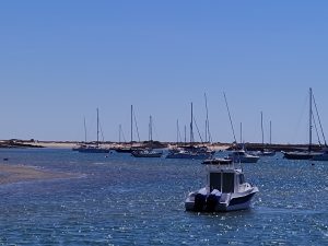 Sailboats moored at a marina along a sunny shoreline with a clear blue sky and calm water in the foreground.