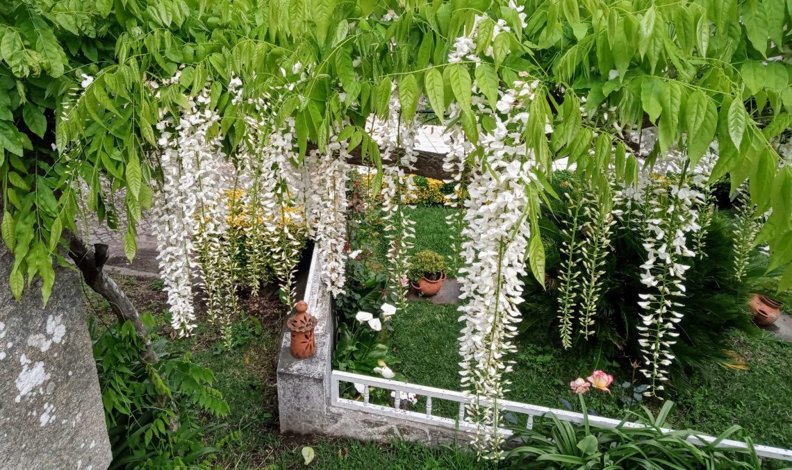 Cascading white flower clusters drape over a stone fence in a lush garden.