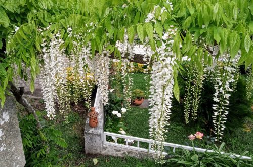 Cascading white flower clusters drape over a stone fence in a lush garden.
