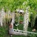 Cascading white flower clusters drape over a stone fence in a lush garden.